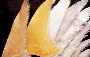 人们常说的鱼翅是什么鱼翅,鱼翅是鱼的骨头吗为什么