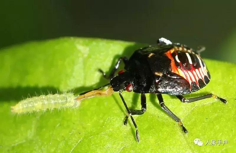 人工养殖的天敌昆虫,昆虫天敌大全