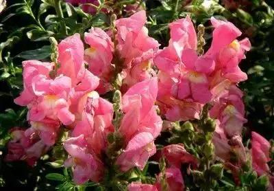 100种花的英文和花语是什么,100种花的花语以及送花礼仪分享