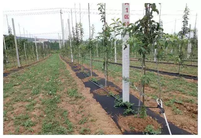 刘全保苹果主干形冬季修剪,枣树主干形幼树修剪