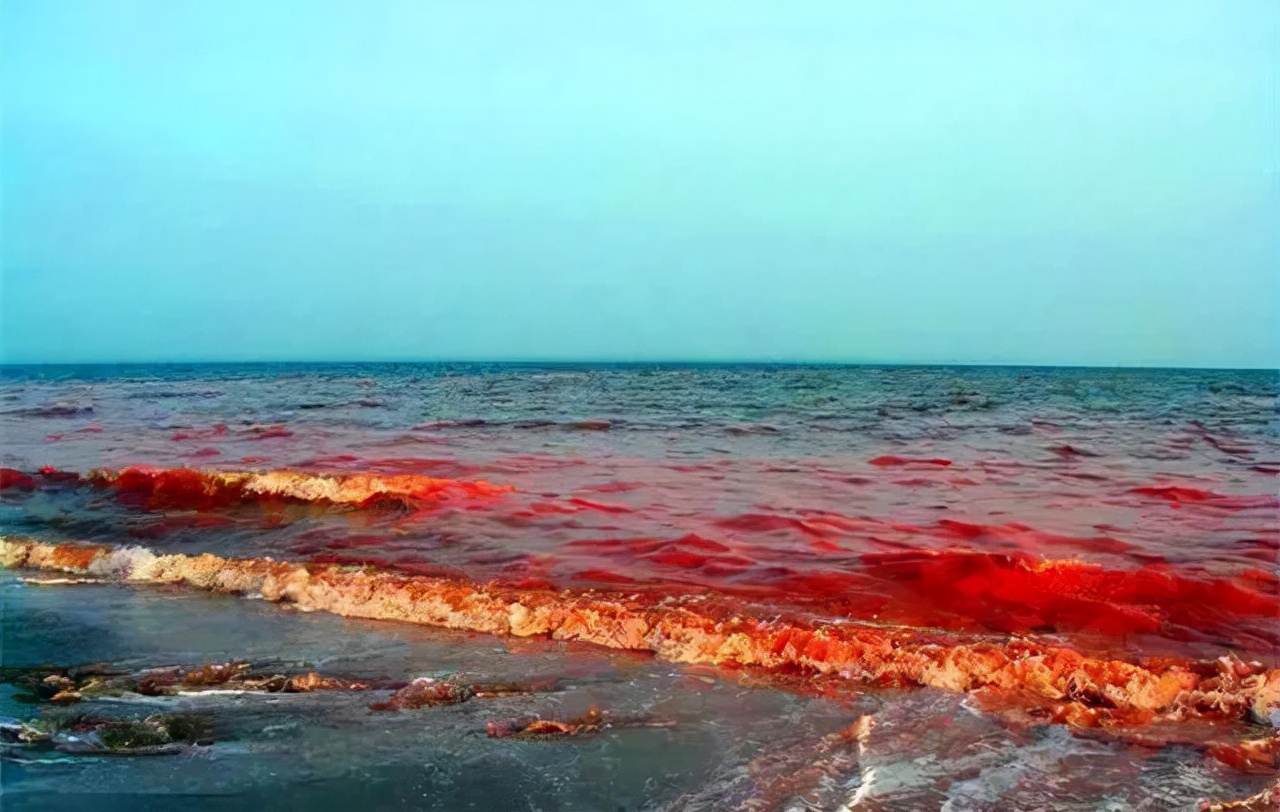 地球上出现最早的藻类,藻类是地球上最早的植物吗