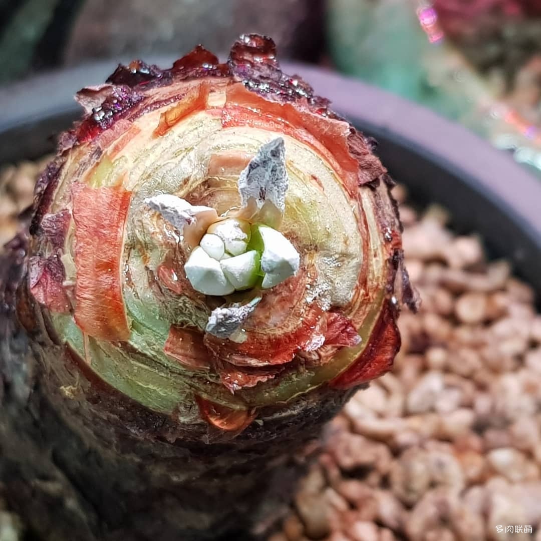 韩国大棚多肉,肉叔带你走遍韩国多肉大棚