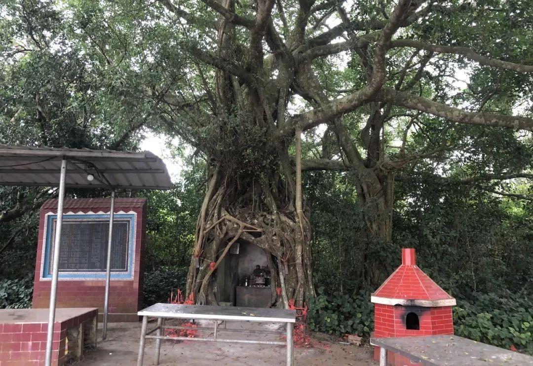 榕树种在屋前屋后有什么影响,房前有榕树好吗