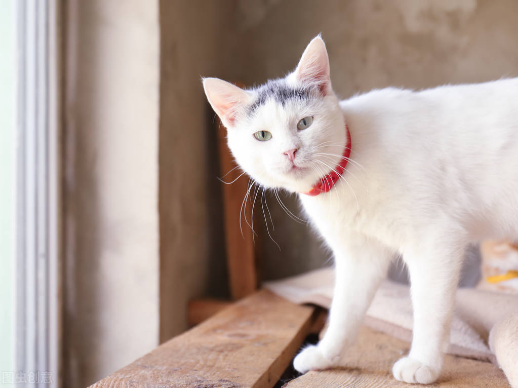 涓崕鐢板洯鐚彜浠ｇ殑闆呯О鏈夊濂藉惉,甯歌鐨勪竷绉嶄腑鍗庣敯鍥尗闆呯О