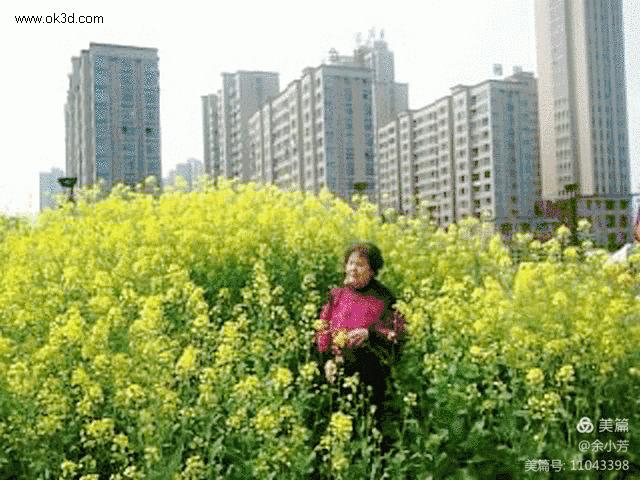 梦中的油菜花田,梦中的油菜花完整版