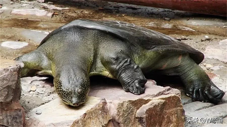 世界上最孤单的四种物种,世界上最令人难以置信的物种