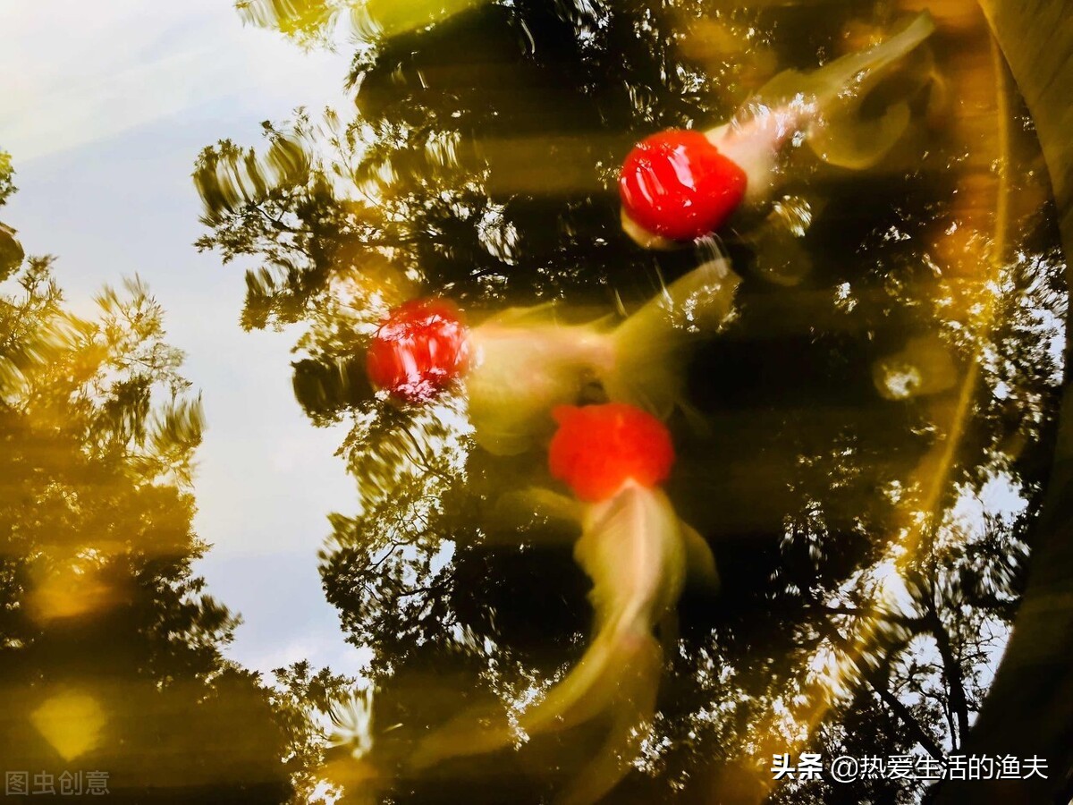 金鱼体表出血粘液过多不进食,金鱼出血最快治疗方法