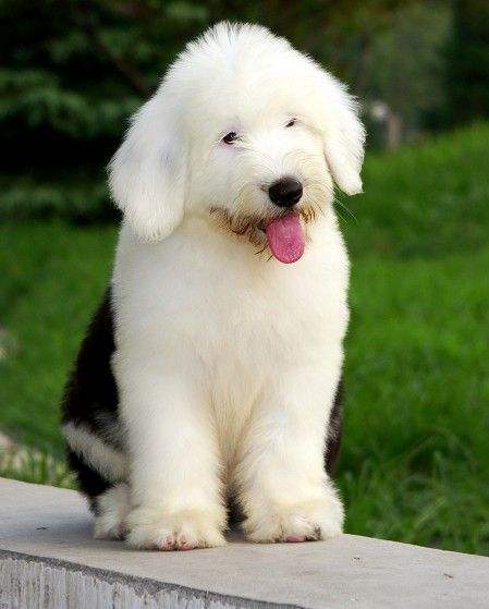 狗狗知识大全100条,狗狗知识百科大全巴哥