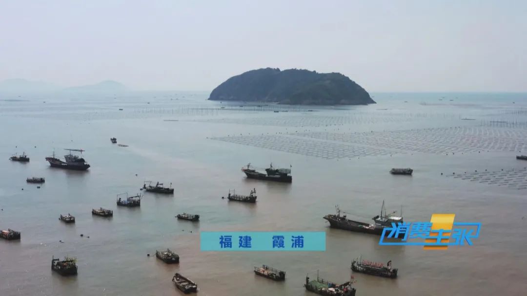 霞浦小众海鲜,霞浦吃海鲜地方推荐