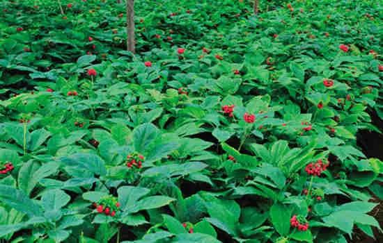 文登西洋参园,天福山文登