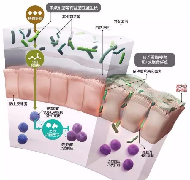 乳酸菌的研究及应用,乳酸菌抗氧化研究