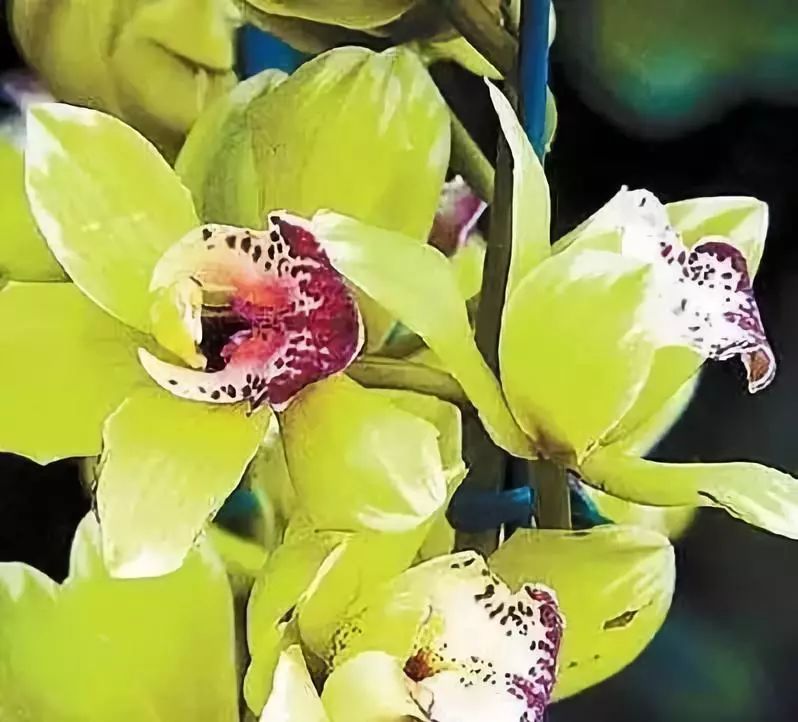 世界十大漂亮名贵花卉,植物研究世界名贵花卉