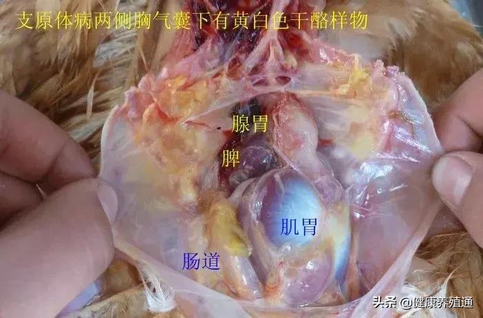 家禽与家禽解剖的不同点,家禽疾病诊断及解剖步骤