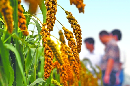 乡情散文：庄稼院儿的种地“留种”