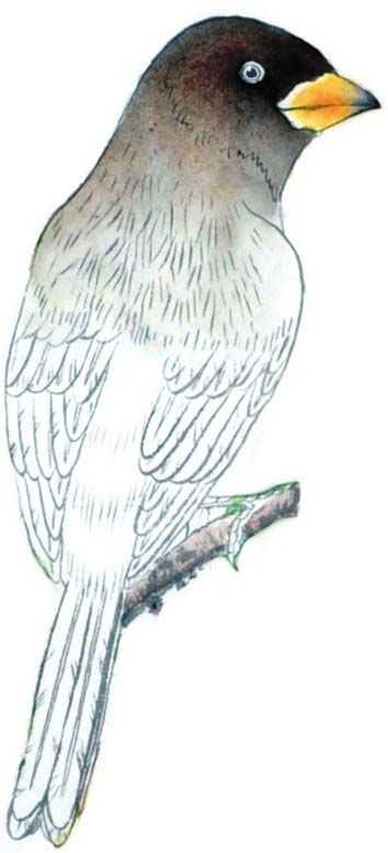工笔画蜡嘴鸟的染色步骤,工笔画入门教程步骤图勾线