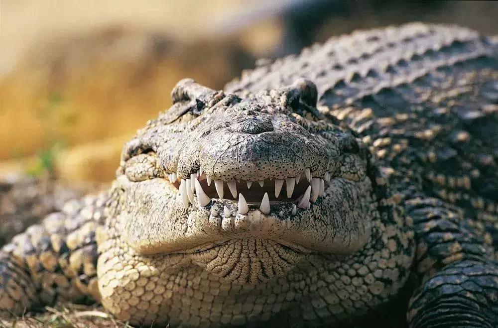 牛油果的骗局是真的吗,牛油果骗局