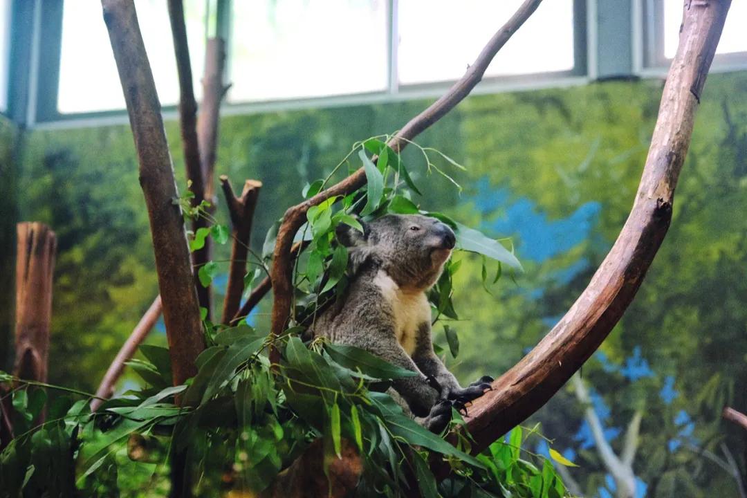 广州长隆购买攻略,广州长隆游玩攻略必买