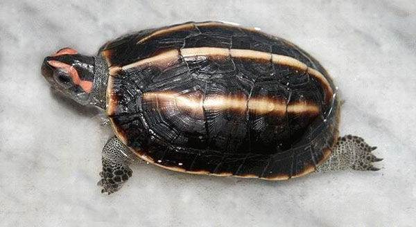 牢底坐穿系列,养一只就会坐牢,快看下你家有没有这些乌龟