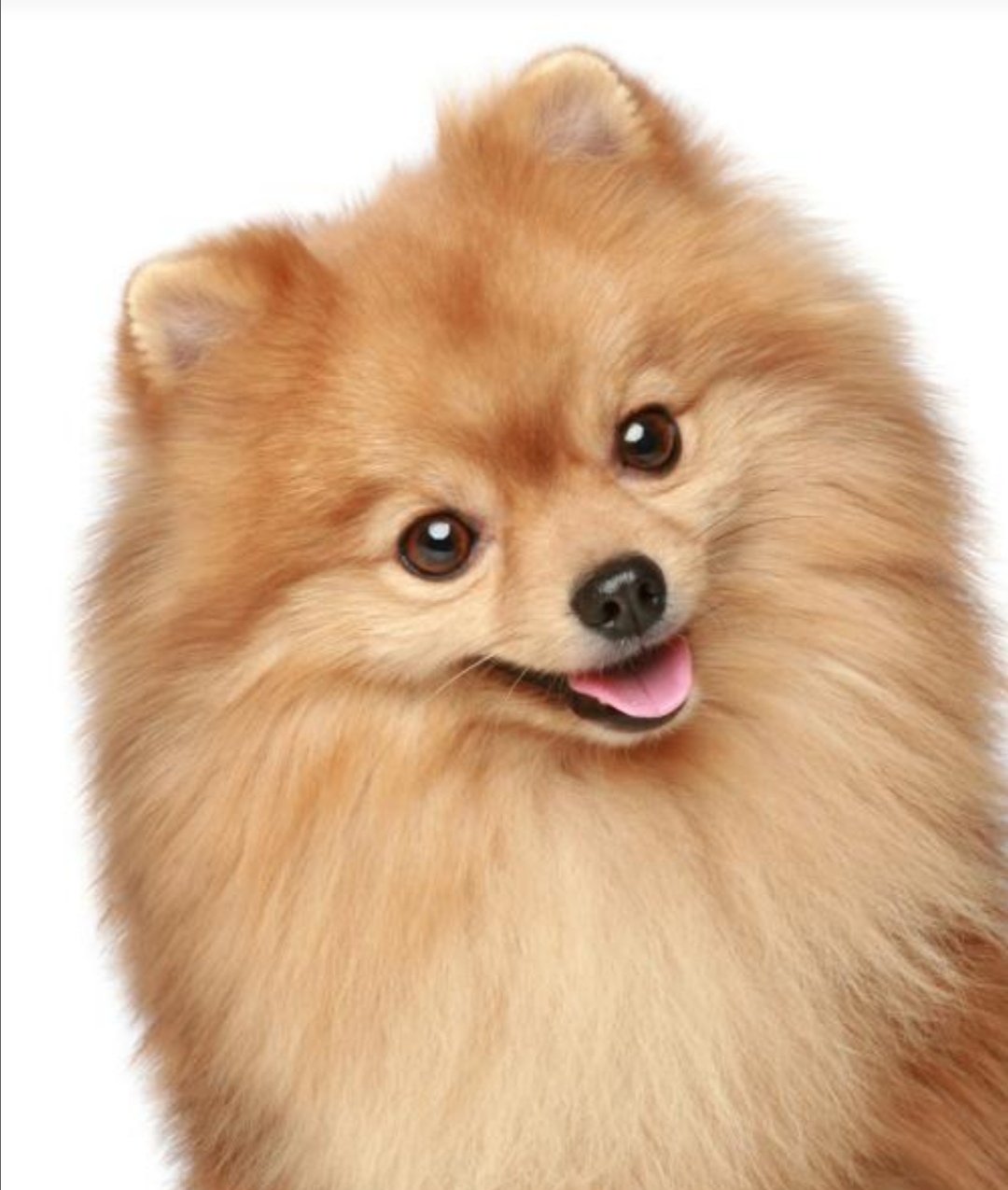 写小狗小猫小兔的外形描写作文,描写小猫小狗的好段落