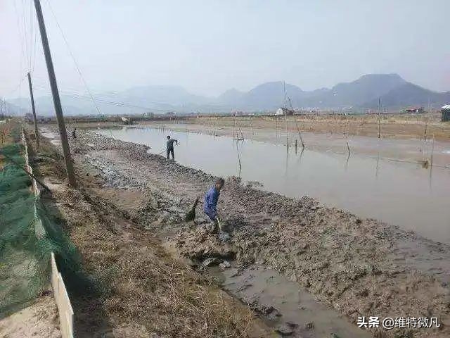 池塘常见鱼病大全,池塘水质有腥臭味是什么原因