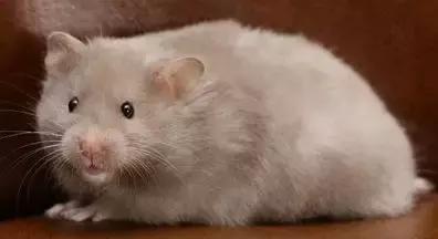 仓鼠种类大仓鼠,仓鼠的详细资料仓鼠的种类