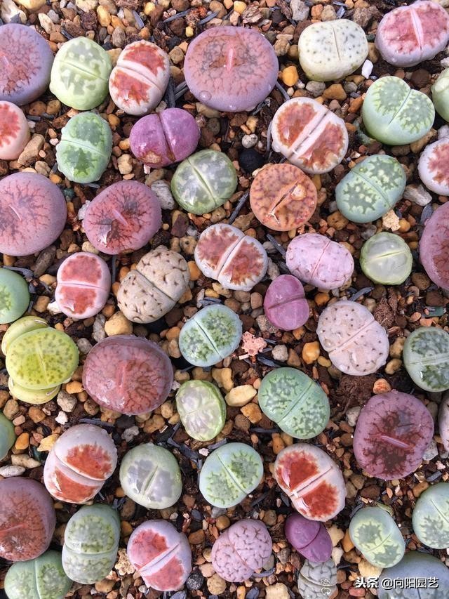 多肉七天内的生长变化,多肉变黄脱落什么原因