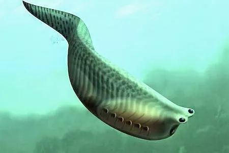 你知道蜜蜂有多少眼睛吗,蜜蜂为什么有那么多眼睛