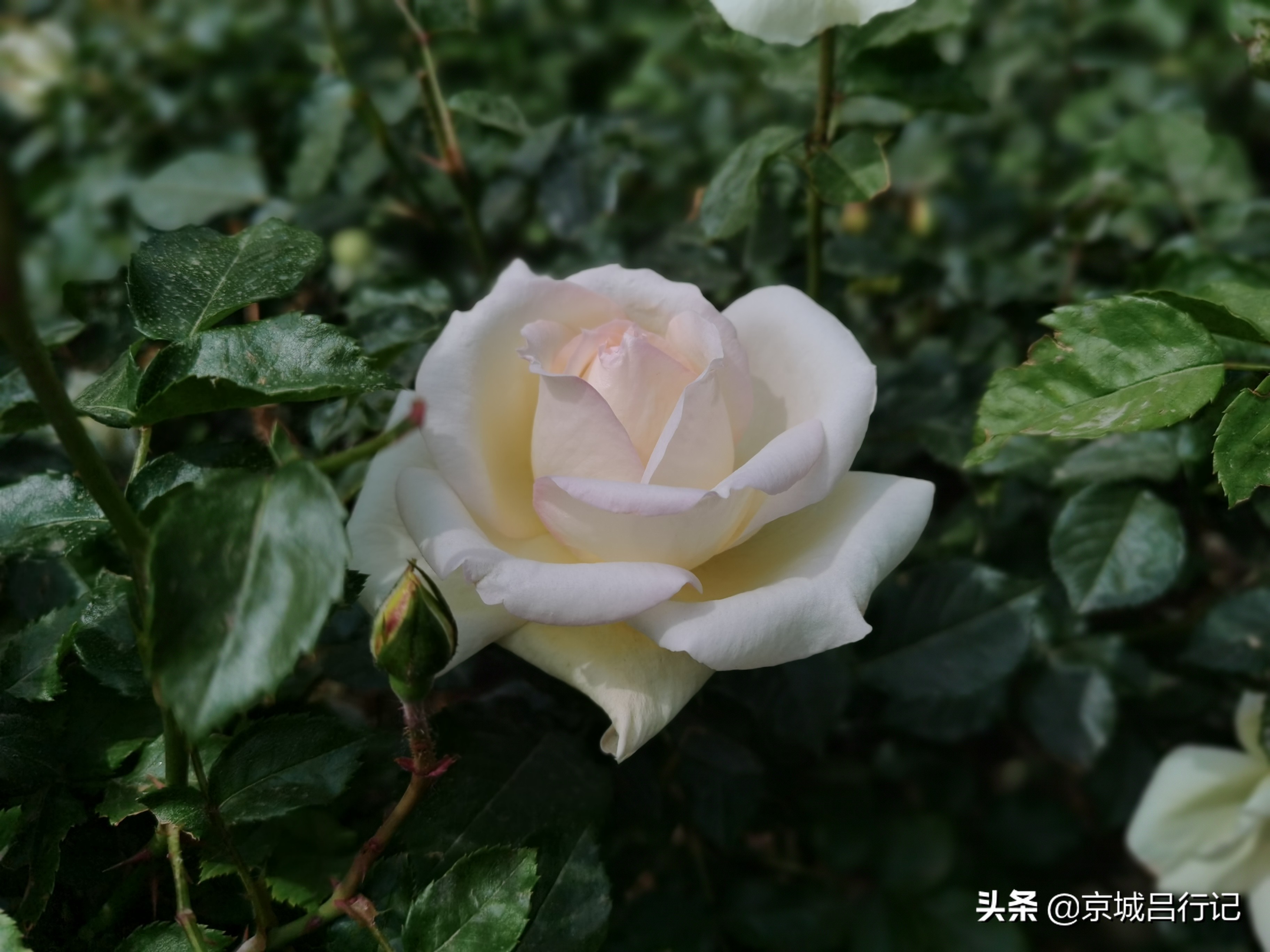 公园拍摄的月季花图片,在公园拍的牡丹花