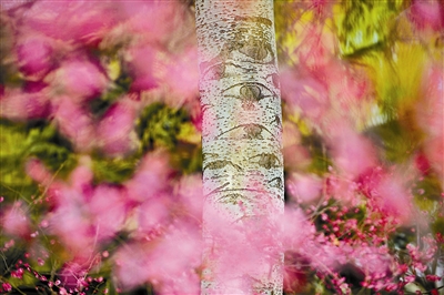 树木传奇杨树,树木传奇海南紫荆