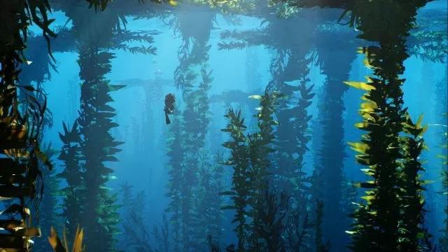 深海滋补,深海滋补营养参