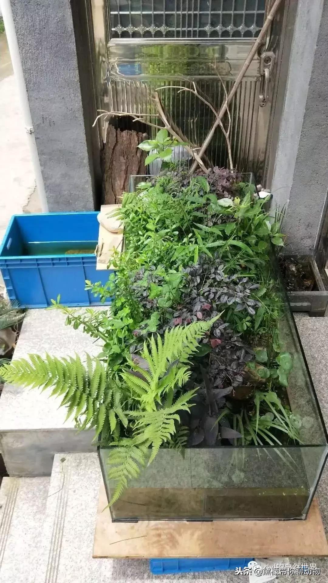 丛林造景黄缘龟池设计图大全,龟宝宝黄缘龟生态缸造景教程