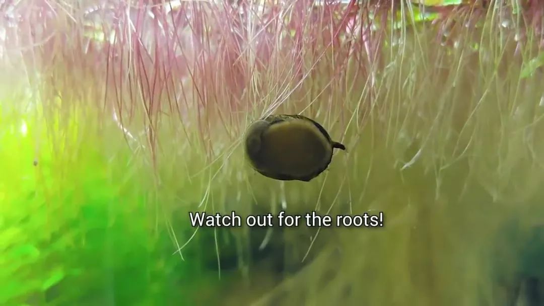 我穷到连最简单的过滤器都买不起，干脆就开了个三无草缸！