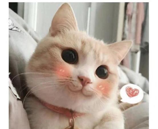 十种烈性犬,这七种烈性犬遇到千万要避开