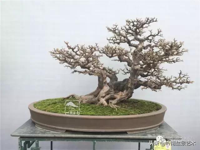 大树型雀梅造型,雀梅盆景怎么养才能爆盆