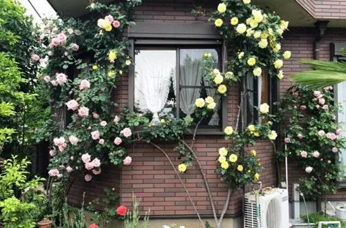 爬藤月季怎么牵引花墙才能开爆花,藤本月季太矮开了很多花怎么牵引