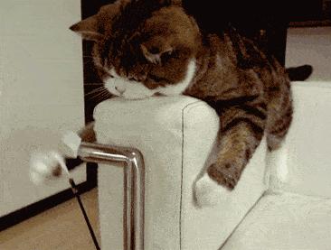 辟谣！猫咪发情用棉签可以止住？小心猫咪患上子宫蓄脓