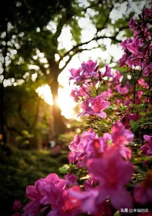 10大名花的美誉,10大名花10大名画配10首诗词