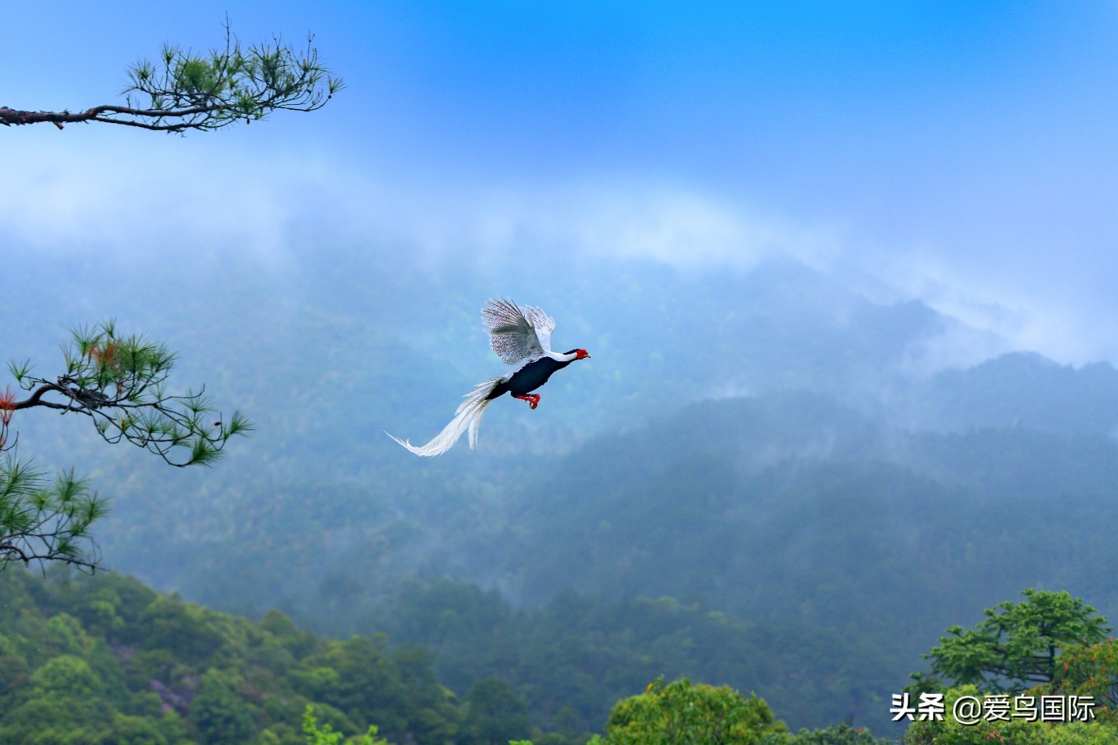 躁动的繁殖季节2021观鸟大年五月精华作品集