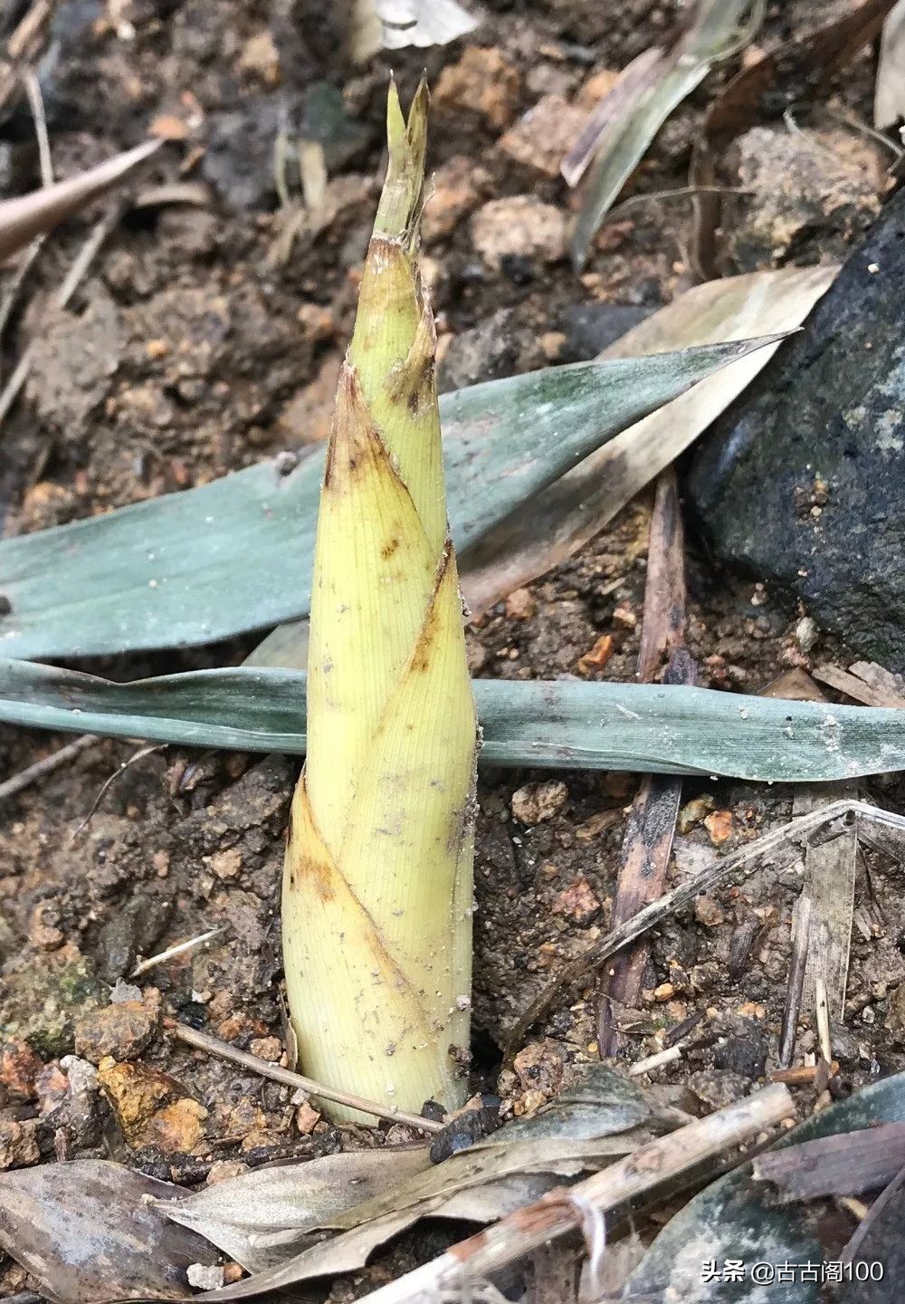 萧绍古道完整版,萧绍古道高度