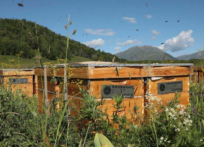 蜂巢蜜长虫是什么原因,野生蜂巢蜜有蜂蜡吗