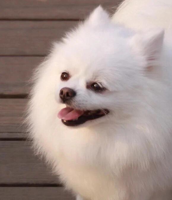 宠物小百科推荐,宠物博美百科知识视频