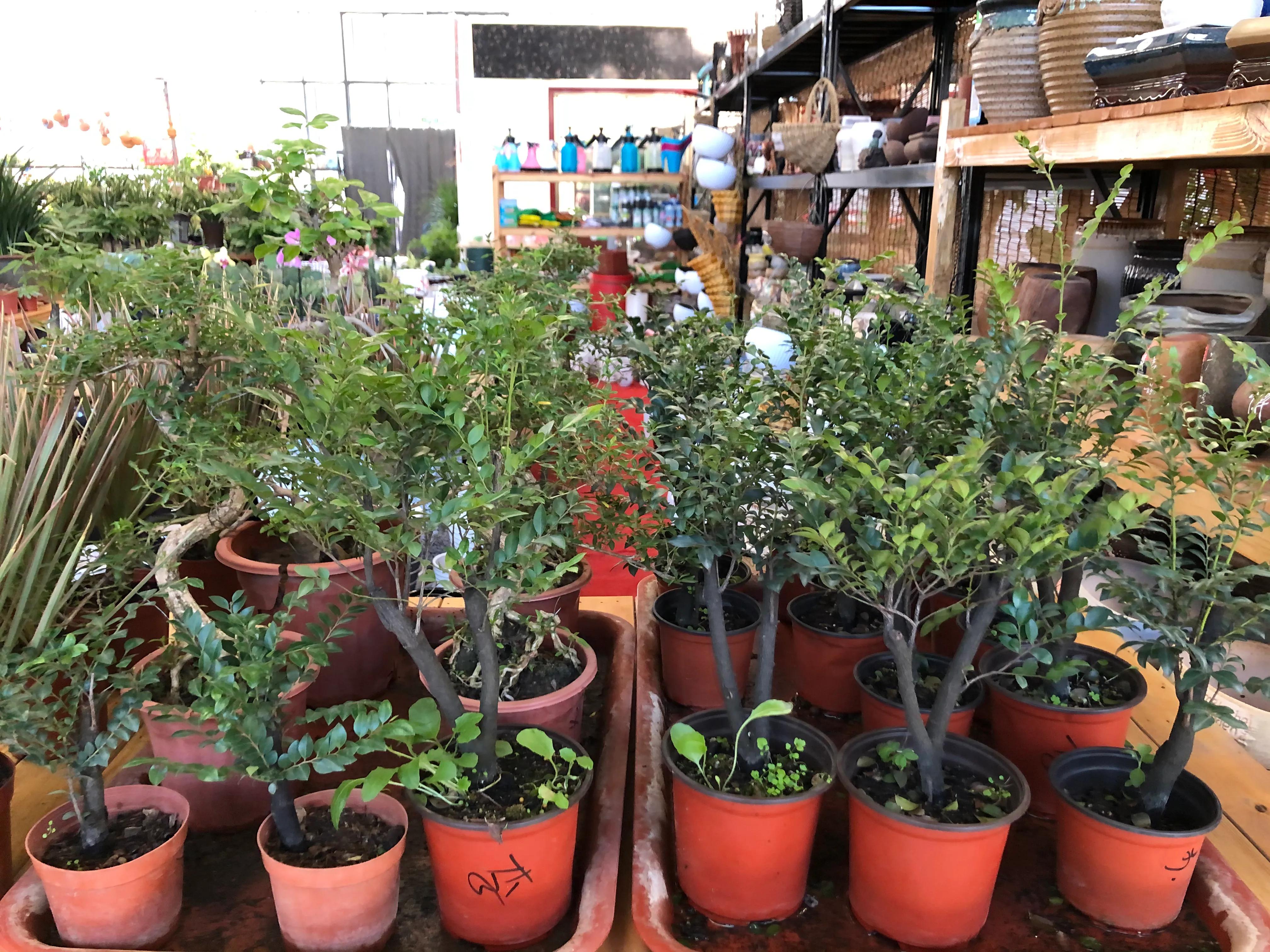 平顶山河滨公园旅游攻略,平顶山森林公园游记