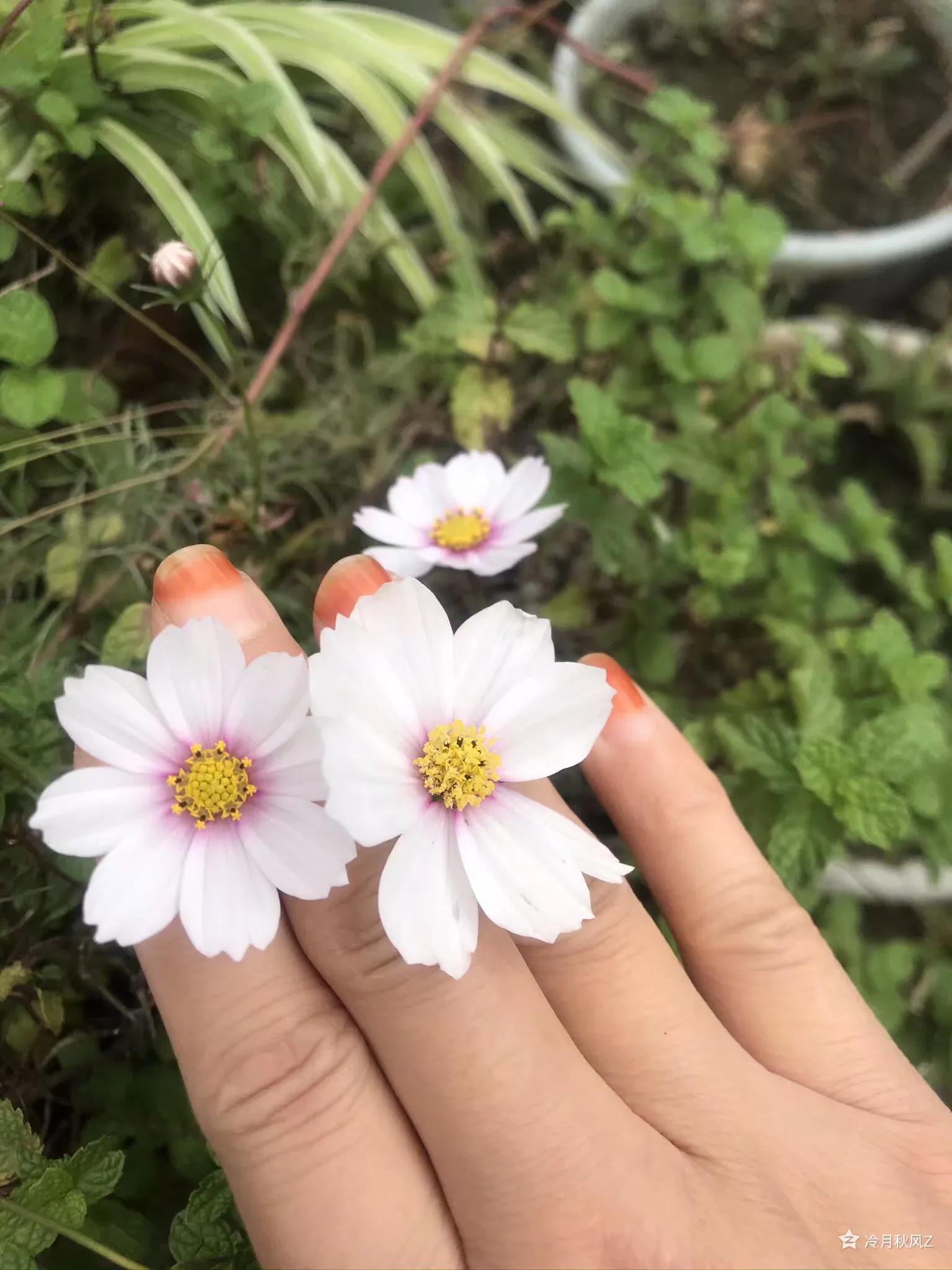 最美的戒指背景图,最美的戒指