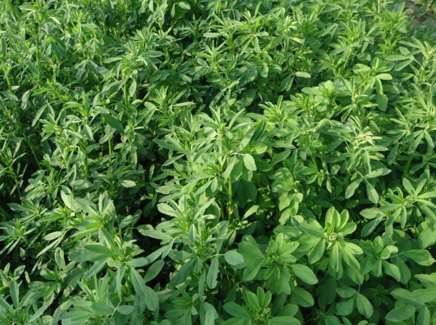 紫花苜蓿做青储一亩可以产多少斤,苜蓿怎么制作青储饲料