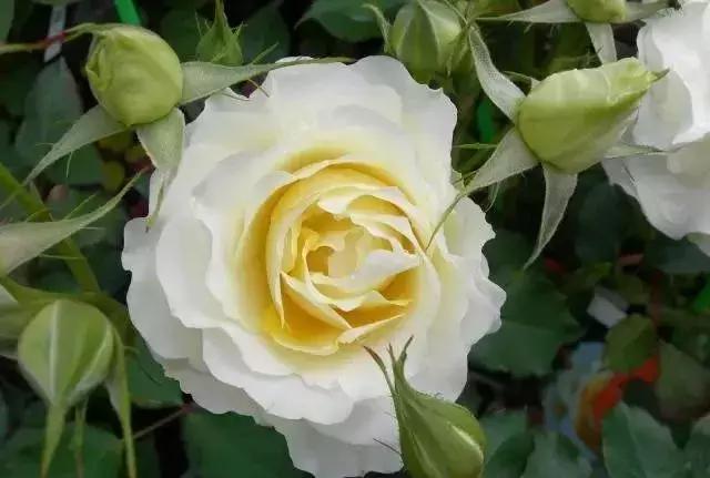 4000种不一样的玫瑰品种大全,100种玫瑰品种图鉴大全