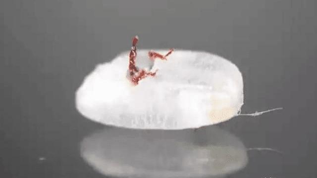 米虫是种什么,米虫从哪里来的视频