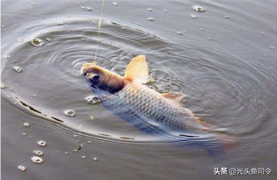 抛竿主线用几号线最好,抛竿主线跟子线怎么搭配最合理