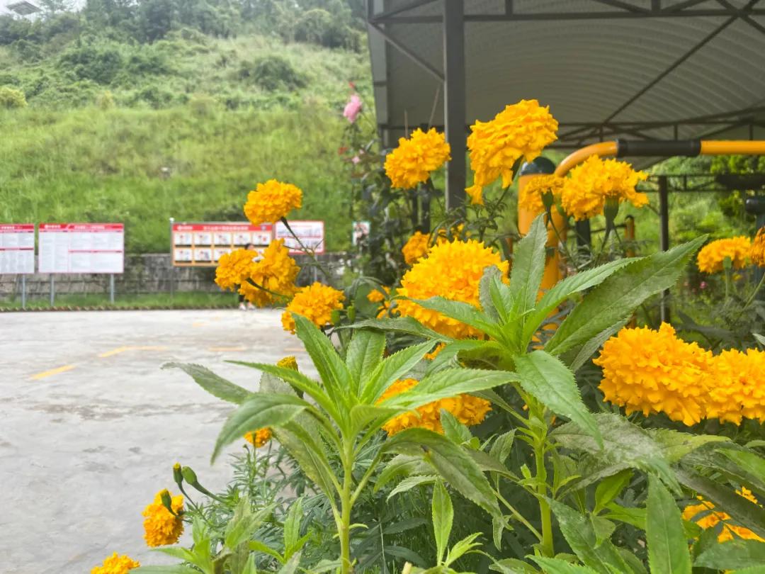 寻找最美工厂|华新云龙公司多彩之秋