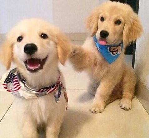 金毛训练12个动作,金毛满9个月需要怎么训练呢