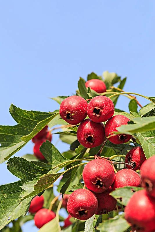 中国常见水果品种图片及名称,常见的水果种类100种名称